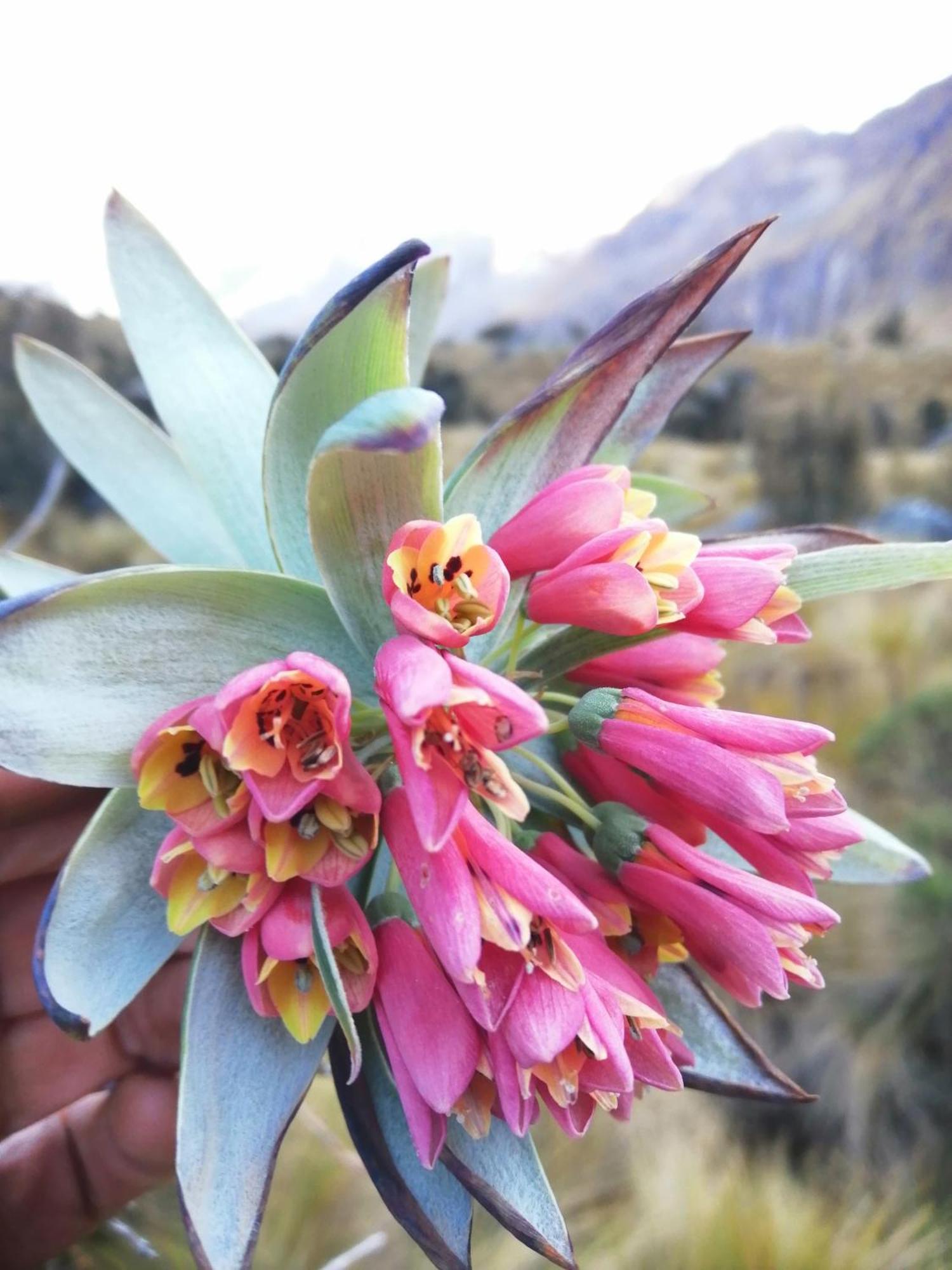Amazing Huaraz Bed & Breakfast Exterior photo