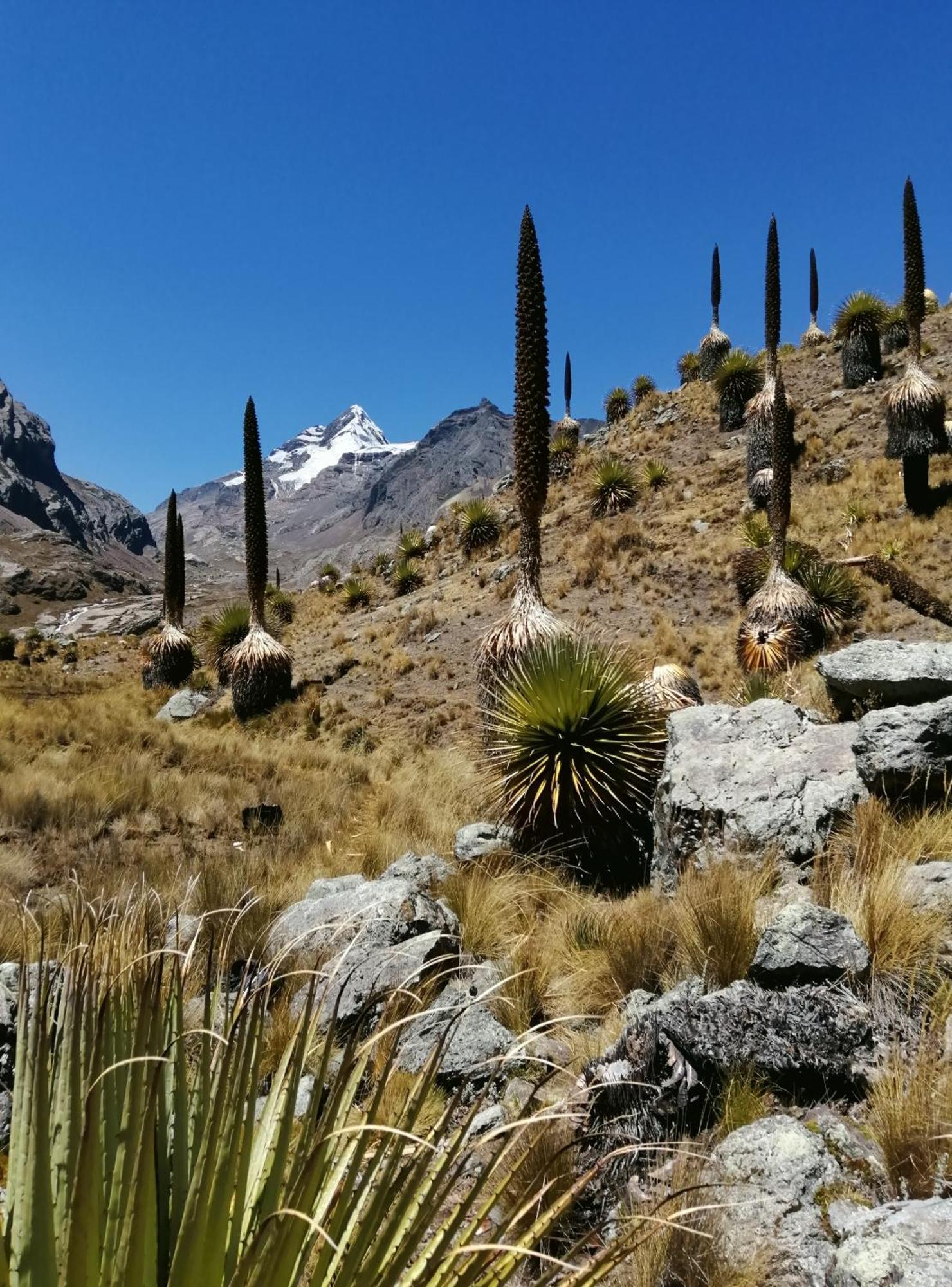 Amazing Huaraz Bed & Breakfast Exterior photo